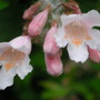 Kolkwitzia_amabilis_2