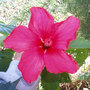 Hibiscus - Chinese Rose (Hibiscus rosa-sinensis (Chinese Hibiscus))