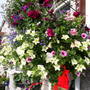 Pams_pics_046