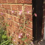 Columbine [Aquilegia] blooms in Vistabile garage border 05.08 (Aquilegia (Vistabile))