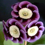 Ls_aujricula