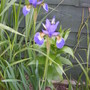 Iris' in the Grasses border.