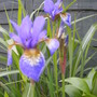 Iris' in the Grasses border.