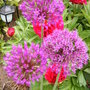 Aliums