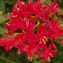 Garden_2007_002