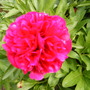 Peony in full bloom.