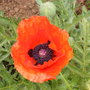 Poppy just opened this morning.