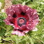 1st Patty's Plum opened today. What a colour!
