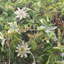 Passiflora (Passiflora laurifolia (Yellow grenadilla))