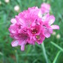 Armeria maritima
