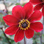 Dahlia_dovegrove_r