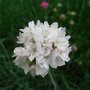 Armeria maritima