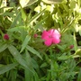 Dianthis
