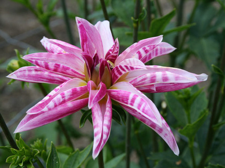 dahlia 'pink giraffe'