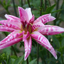 Dahlia_pink_giraffe_r