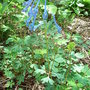 Corydalis 'Tory MP' (Corydalis 'Tory MP')