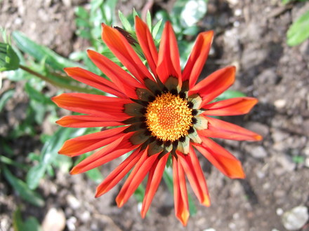 Gazania (Gazania rigens (Gazania Daybreak Mix))