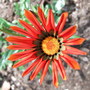 Gazania (Gazania rigens (Gazania Daybreak Mix))