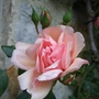 New_dawn_rose