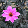 Dahlia_pink_on_purple_r