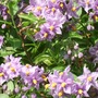 Solanum crispum 'Glasnevin' (Solanum crispum (Chilean potato tree)'Glasnevin')
