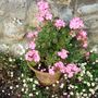 Pelargonium and Erigeron karvinskianus (Erigeron aureus (Fleabane))