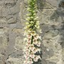 Foxglove