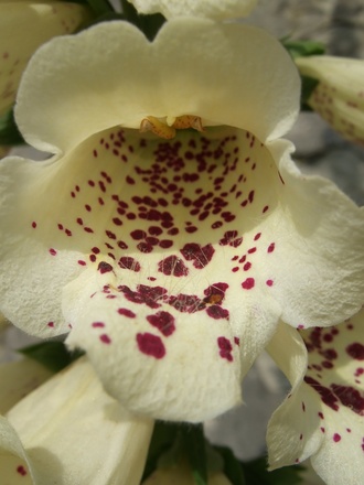Foxglove close-up (Digitalis purpurea (Common foxglove))