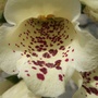 Foxglove close-up (Digitalis purpurea (Common foxglove))