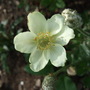 Anemone carolinia (Anemone carolinia)