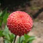 Dahlia_will_s_ringwood_rosie_r