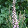 Veronica 'Pink Spires' (Veronica 'Pink Spires')