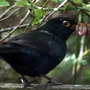 Blackbird