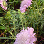 Scabious