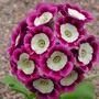Mark_flower