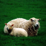 Sheep_6
