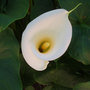 Lilly