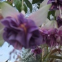 fuchsia dawn star