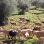 Billy-goats