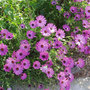 Cape Daisy (Osteospermum)