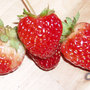 Strawberries (Fragaria chiloensis (Sand or Beach or Wild Strawberry))