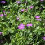 Geranium