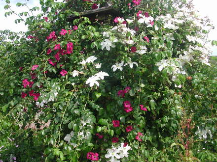 Two clematis with a climbing rose in the rose garden (Clematis 'John Huxtable' )