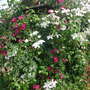 Two clematis with a climbing rose in the rose garden (Clematis 'John Huxtable' )