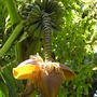 Banana tree (Musa spp)
