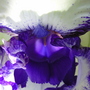 Closeup_iris_purple___white