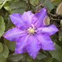 Clematis 'Daniel Deronda' (Clematis 'Daniel Deronda')