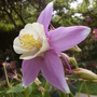 Aquilegia_purple_yellow