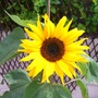 A garden flower photo
