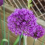 Allium
